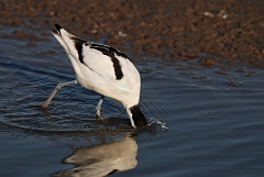 David Plant Photography - Wildlife Photography - Avocet - K